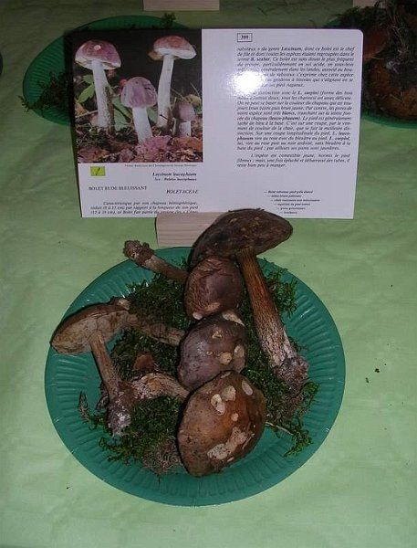 Expo champignons a St Leger 20